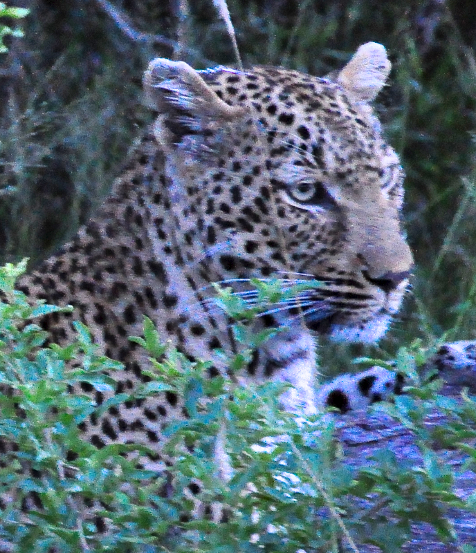 Melanie Heinrich - travel images - Lion Sands Private game reserver Hazyview